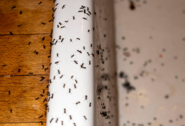Best Cockroach Control Services  in La Junta, CO